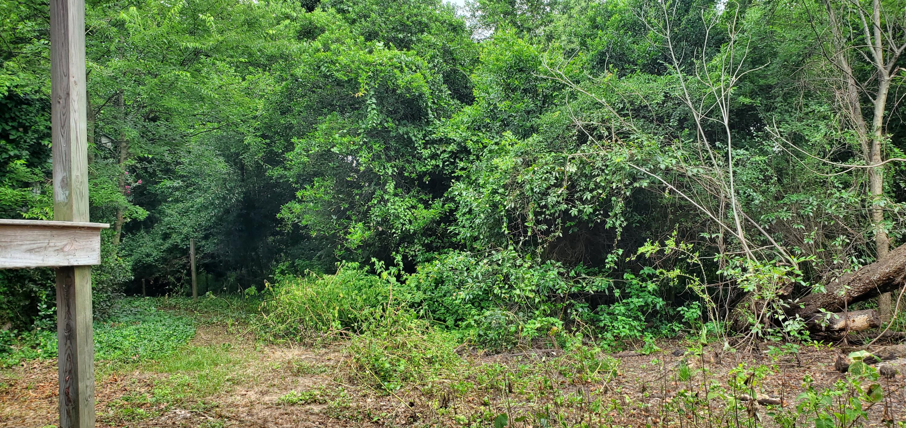 Wooded yard with dense greenery, a small clearing, and cut logs.