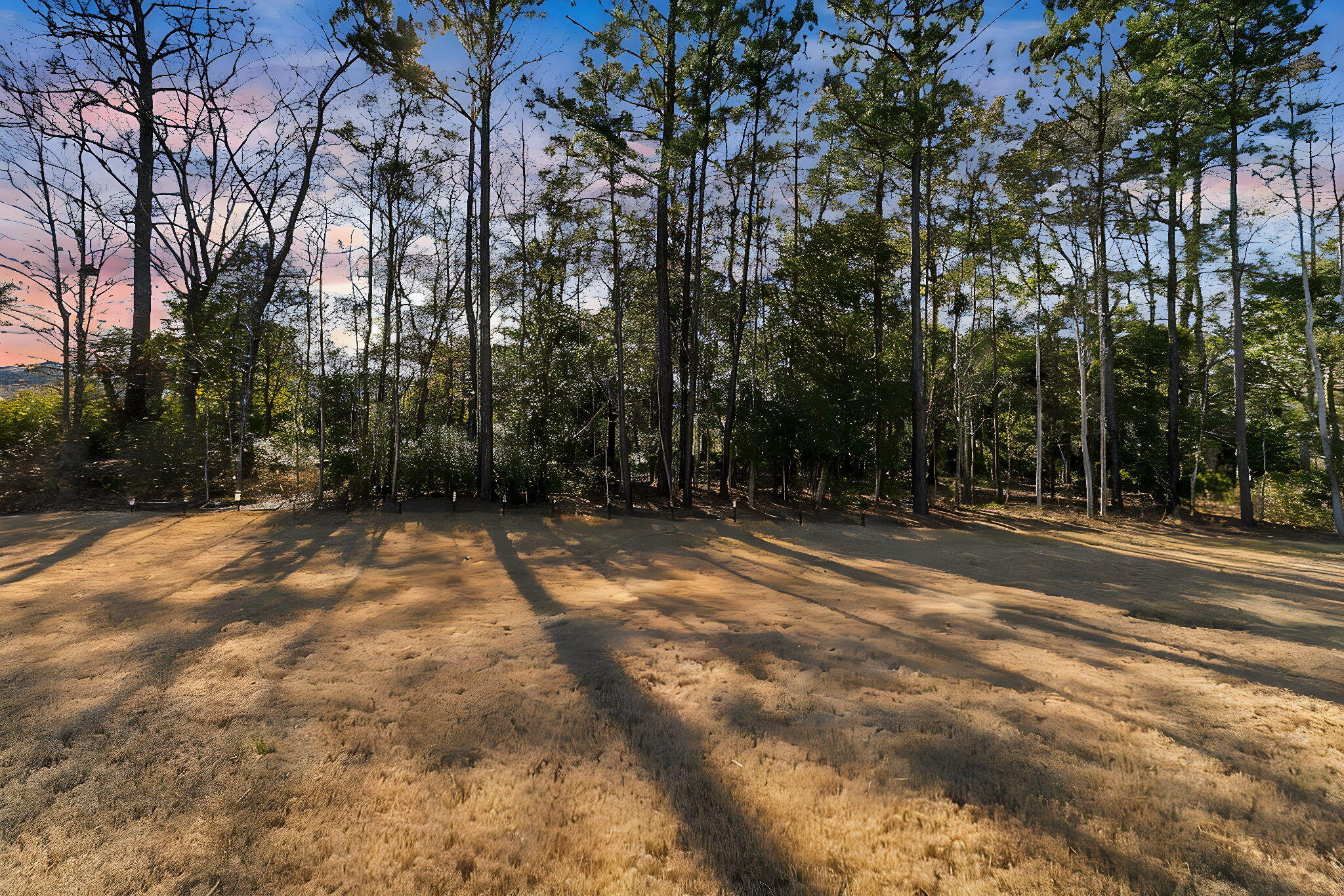 Cleared grassy lot bordered by dense trees, with long shadows across the ground.