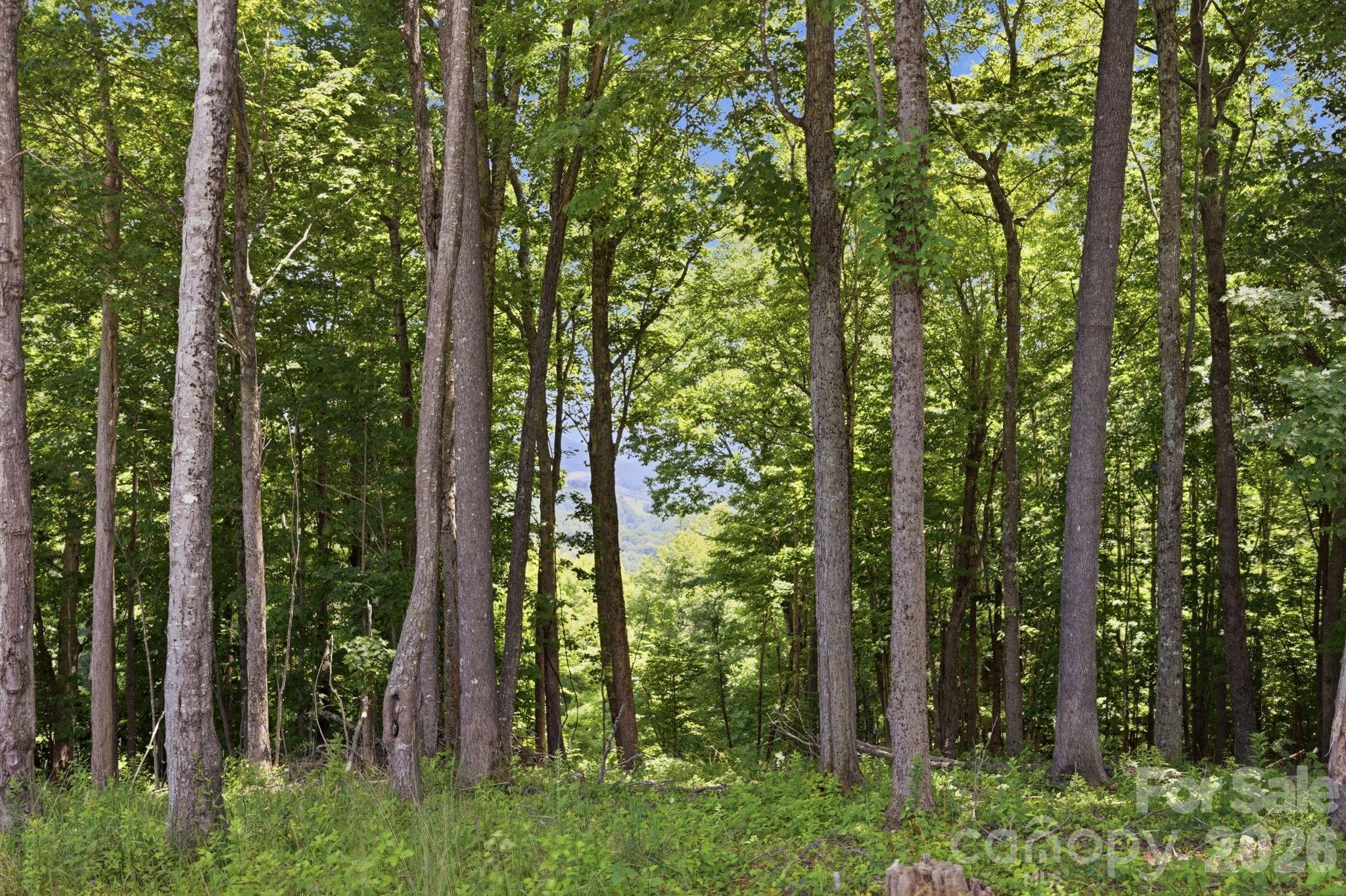 Lot 64 Poplar Forest Drive