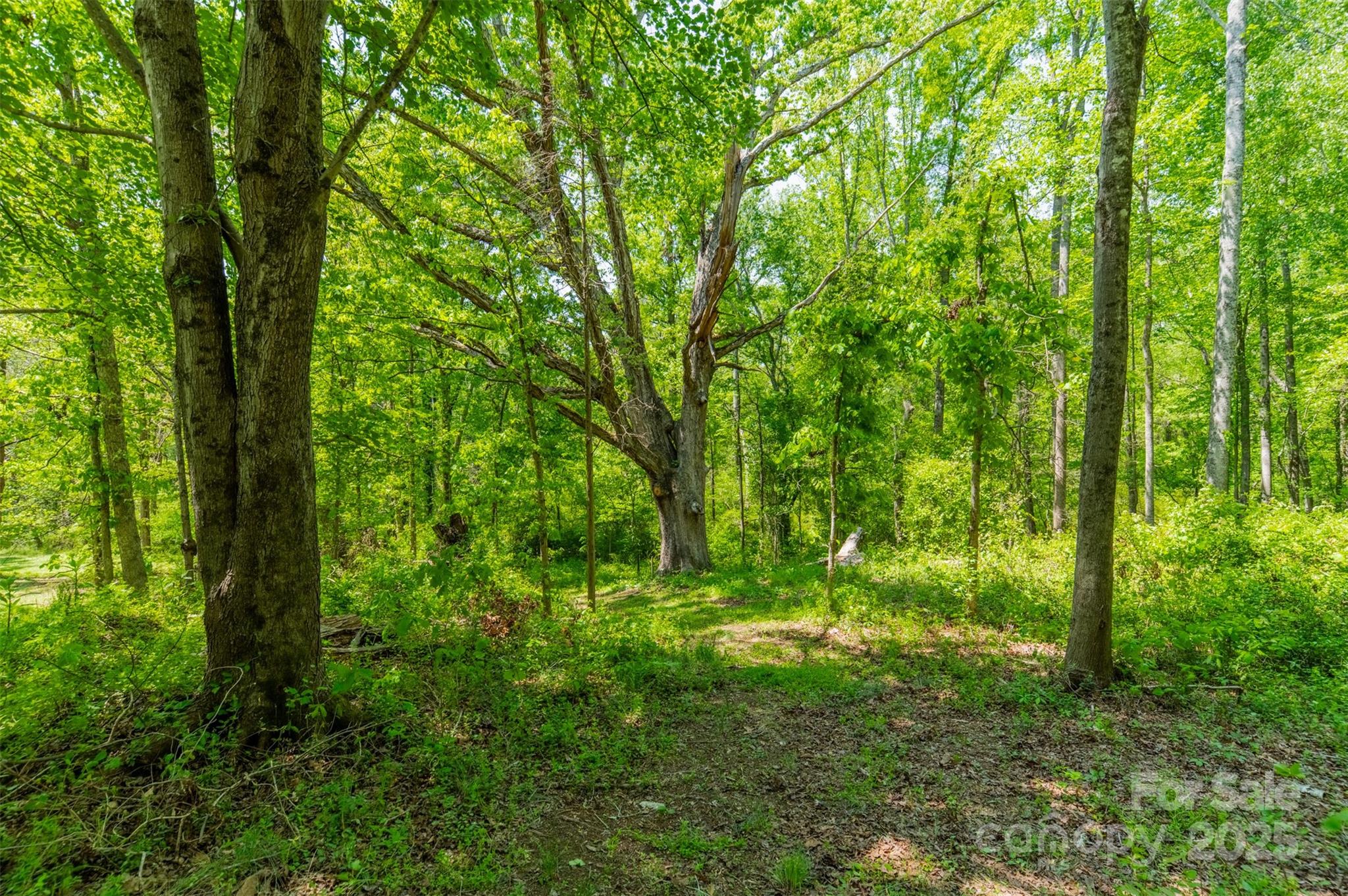 228 Red Dog Drive