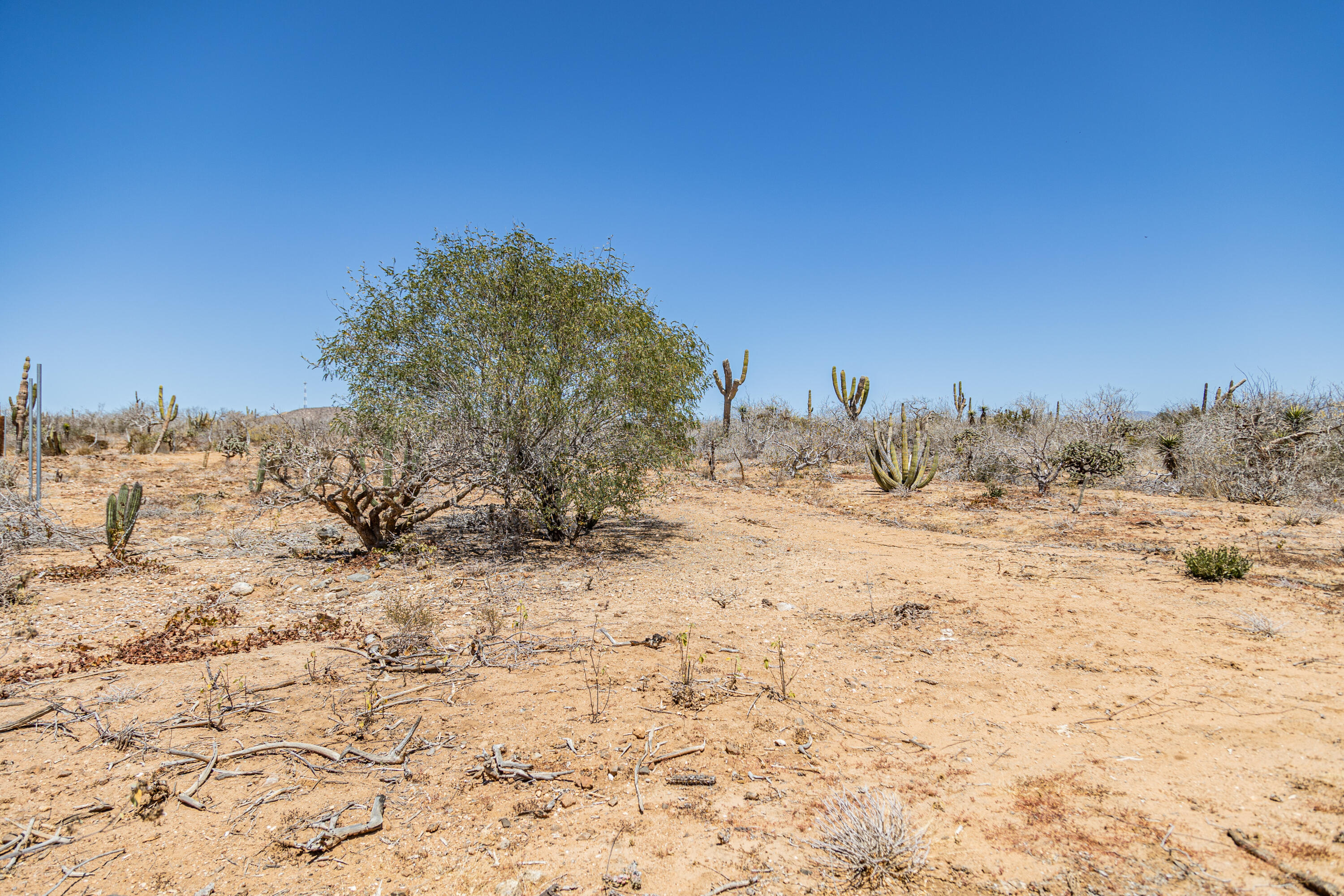 Picacho Lot 1956 at Cerritos