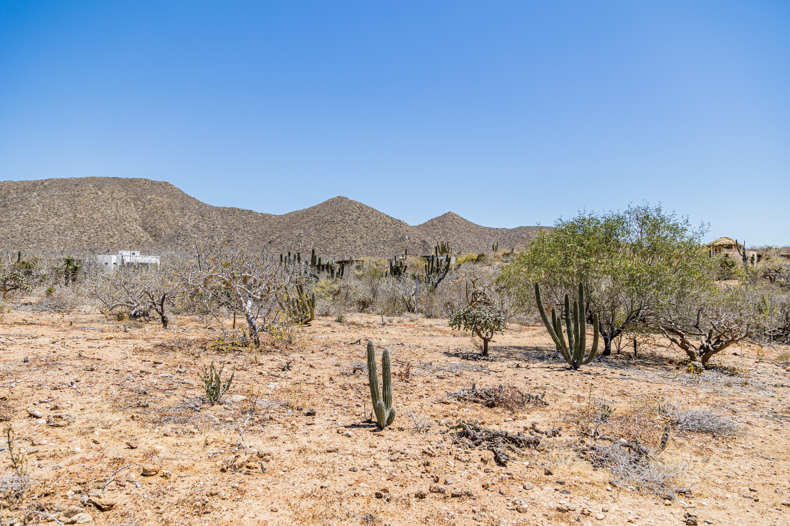 Picacho Lot 1956 at Cerritos