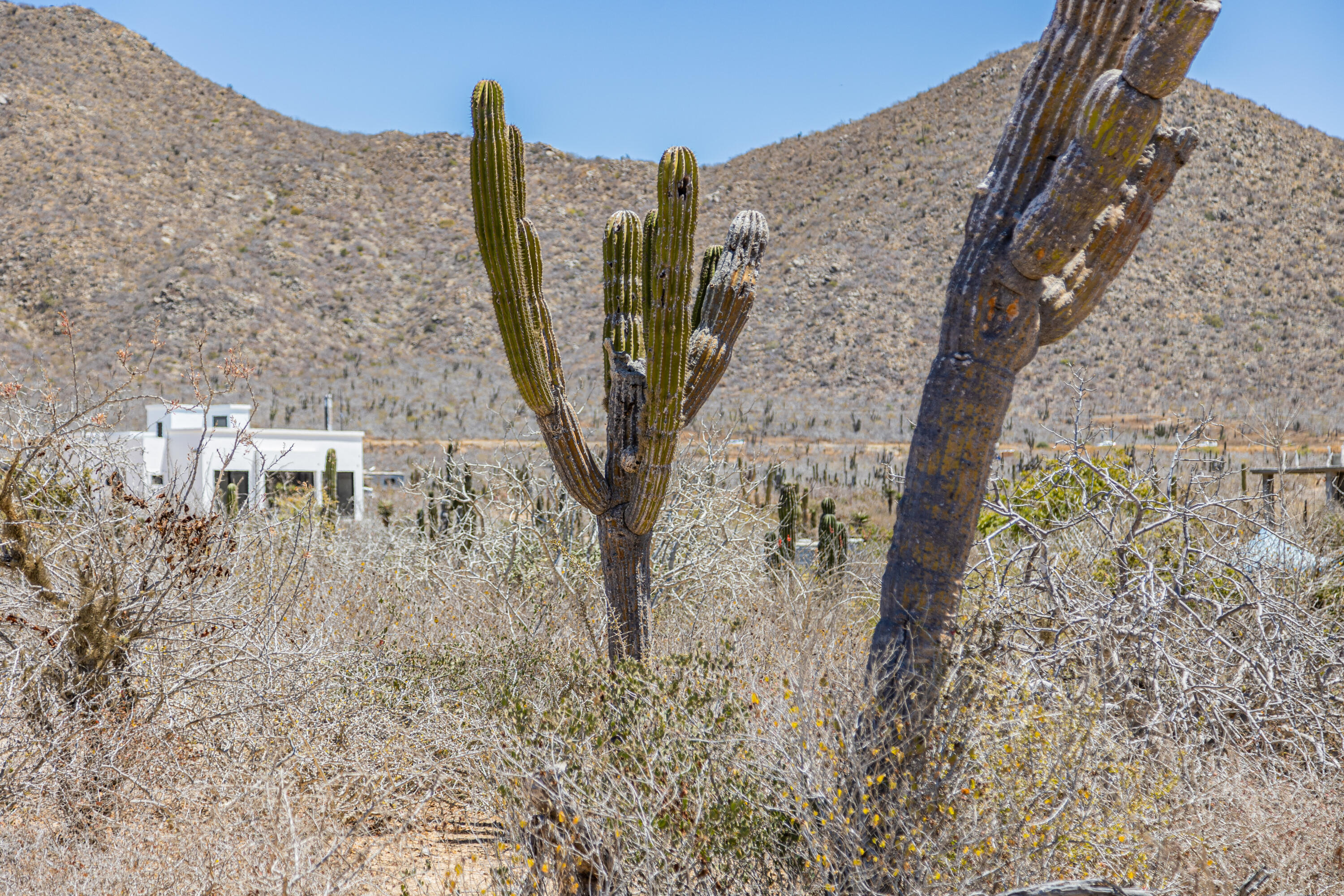 Picacho Lot 1956 at Cerritos