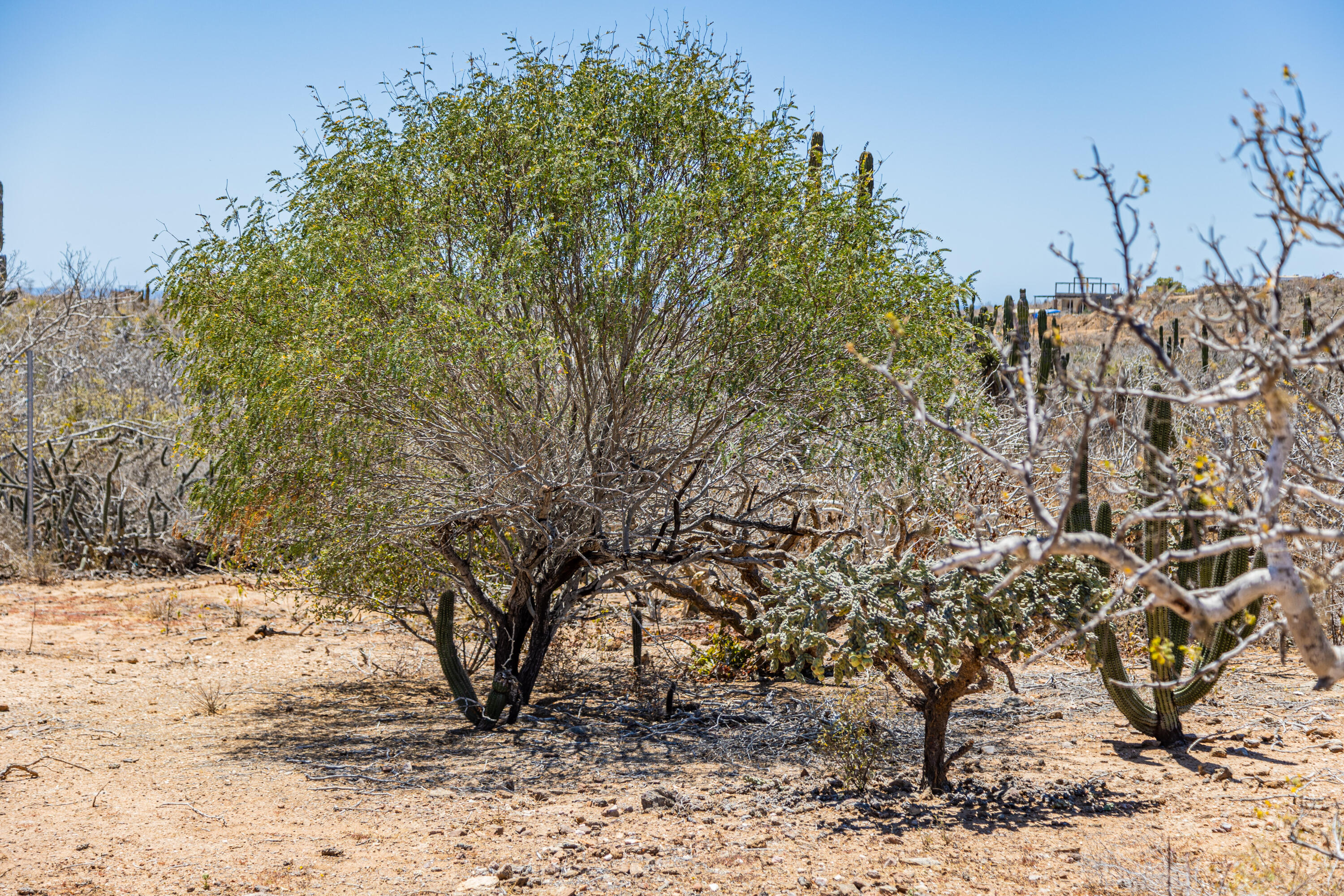 Picacho Lot 1956 at Cerritos