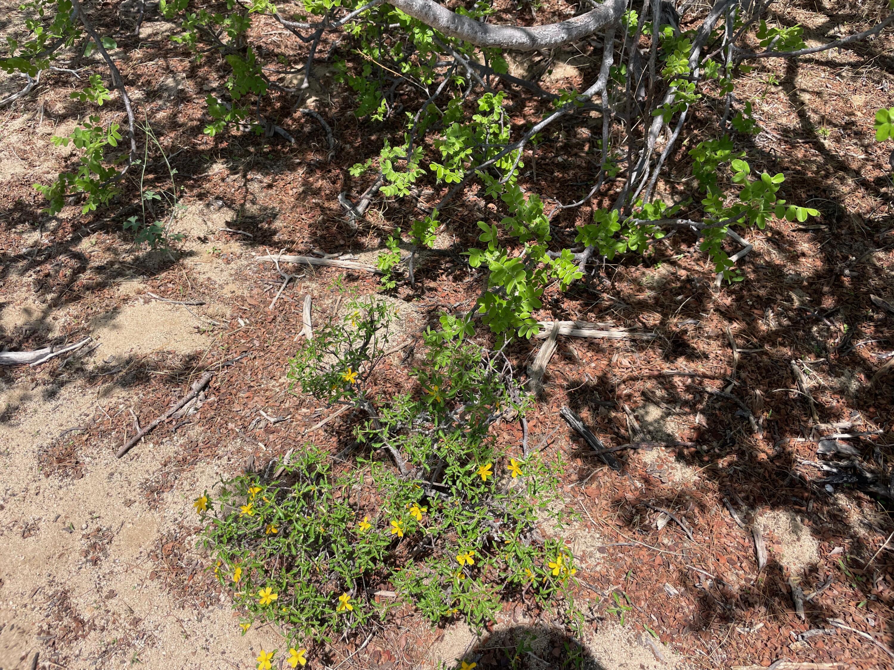 Punta Perfecta Oeste Lot 8A-I