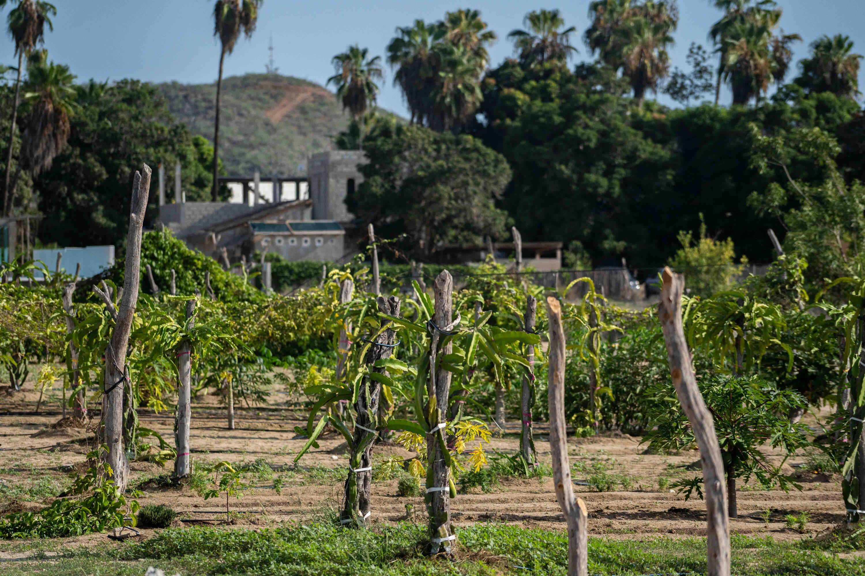 El Pescadero, Casa Kalida