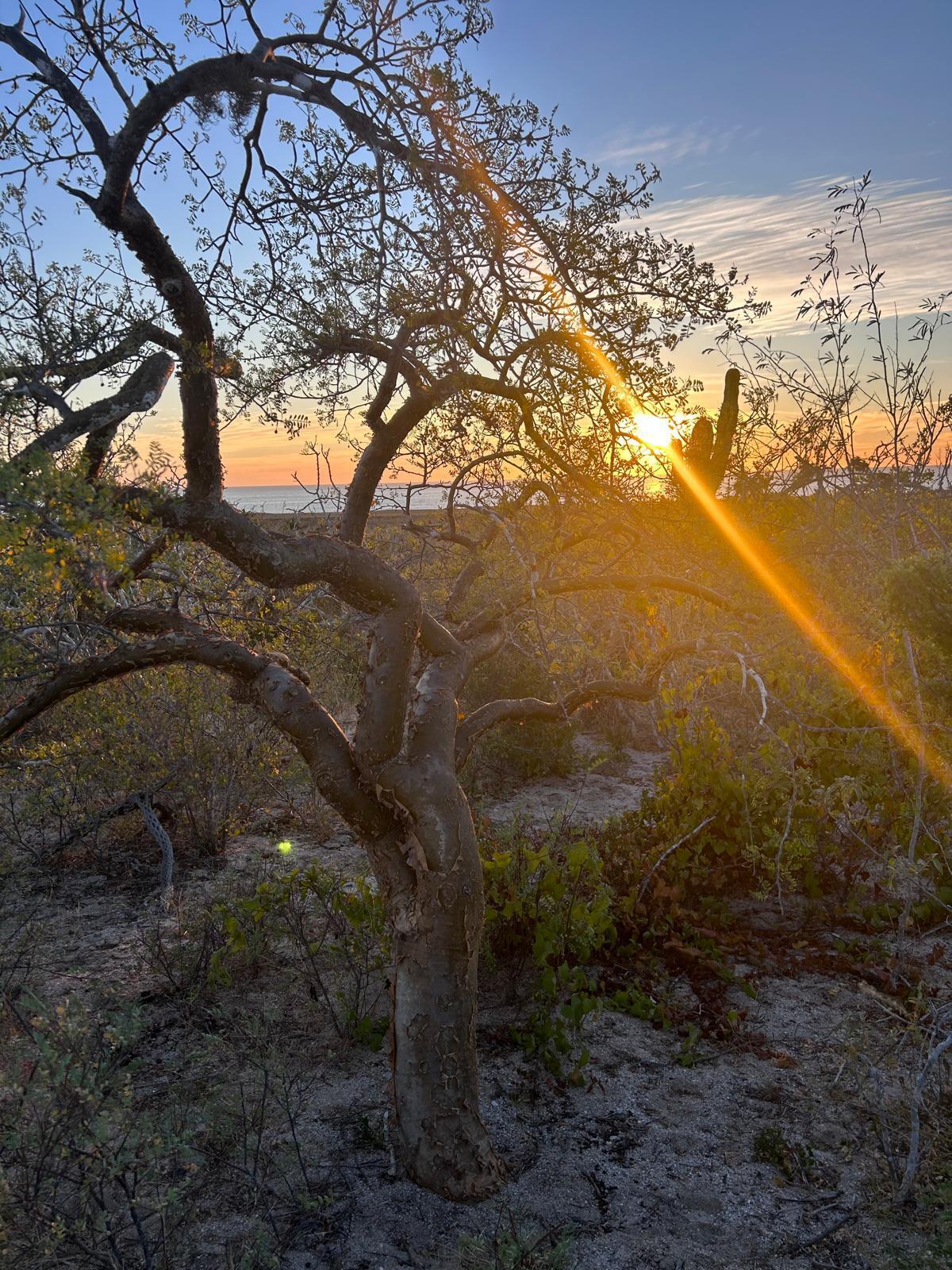 Endless Sunset Lote 1436