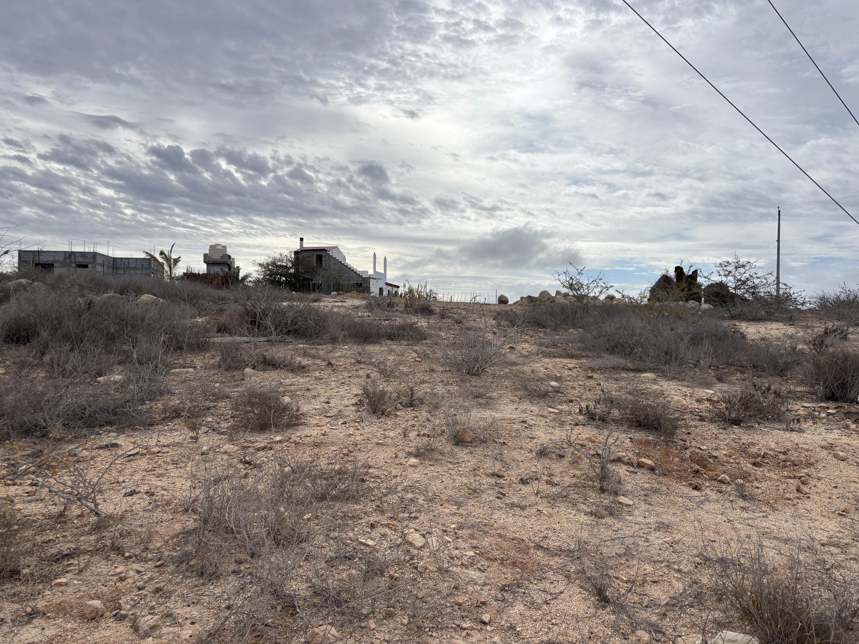 Cactus Wren 1 at La Ahorcadita
