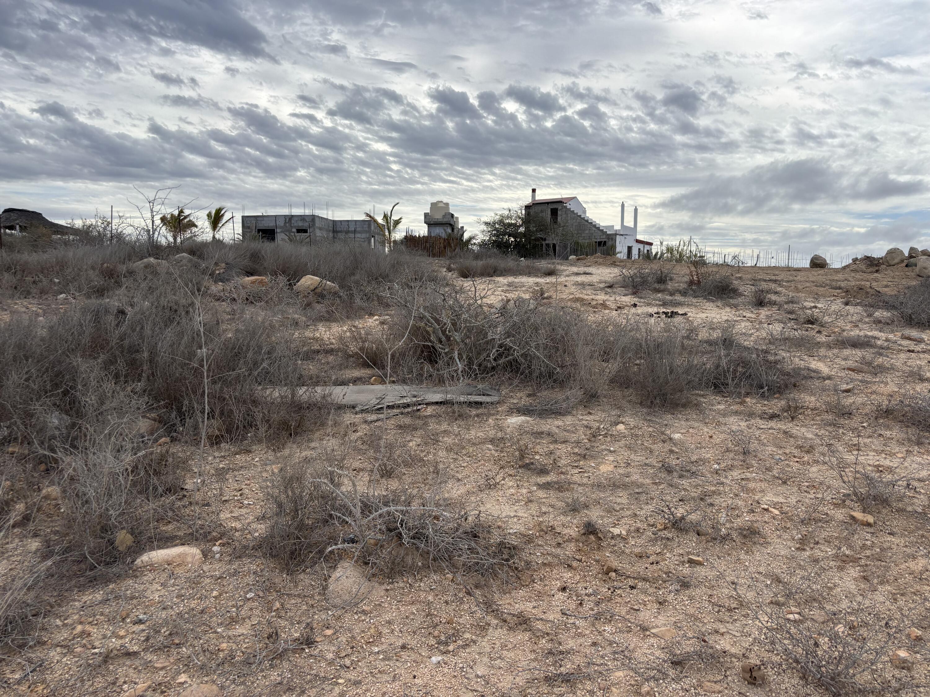 Cactus Wren 1 at La Ahorcadita