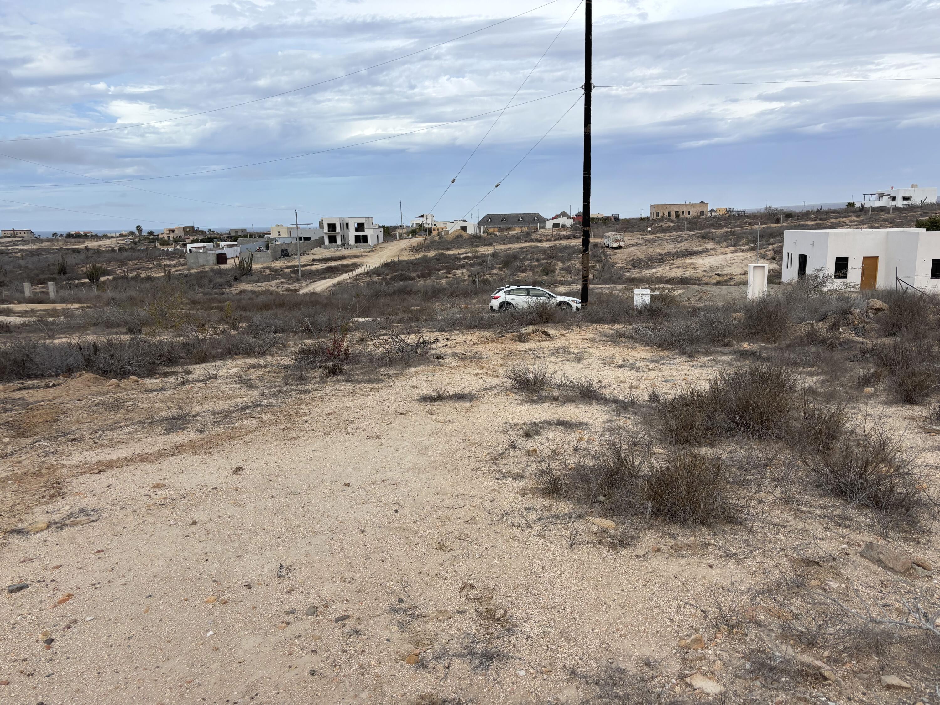 Cactus Wren 1 at La Ahorcadita