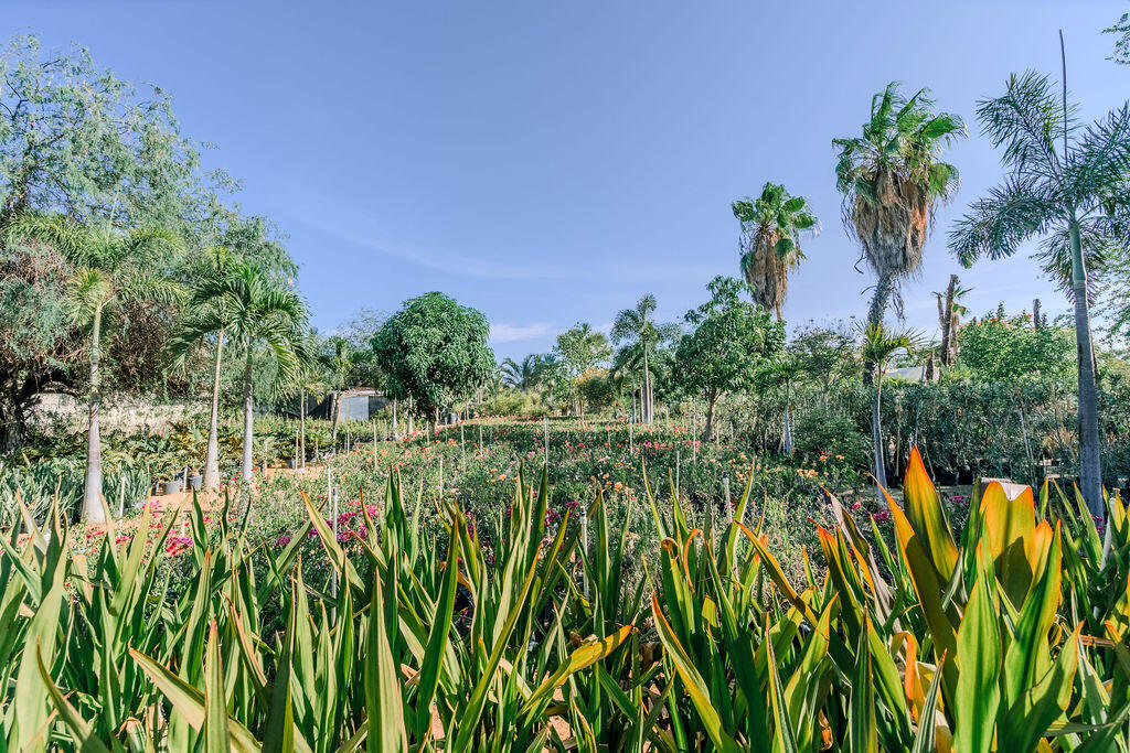 S/N, La Sonoreña Lot (Santa Rosa)