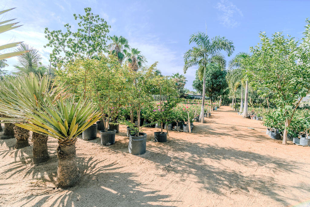 S/N, La Sonoreña Lot (Santa Rosa)