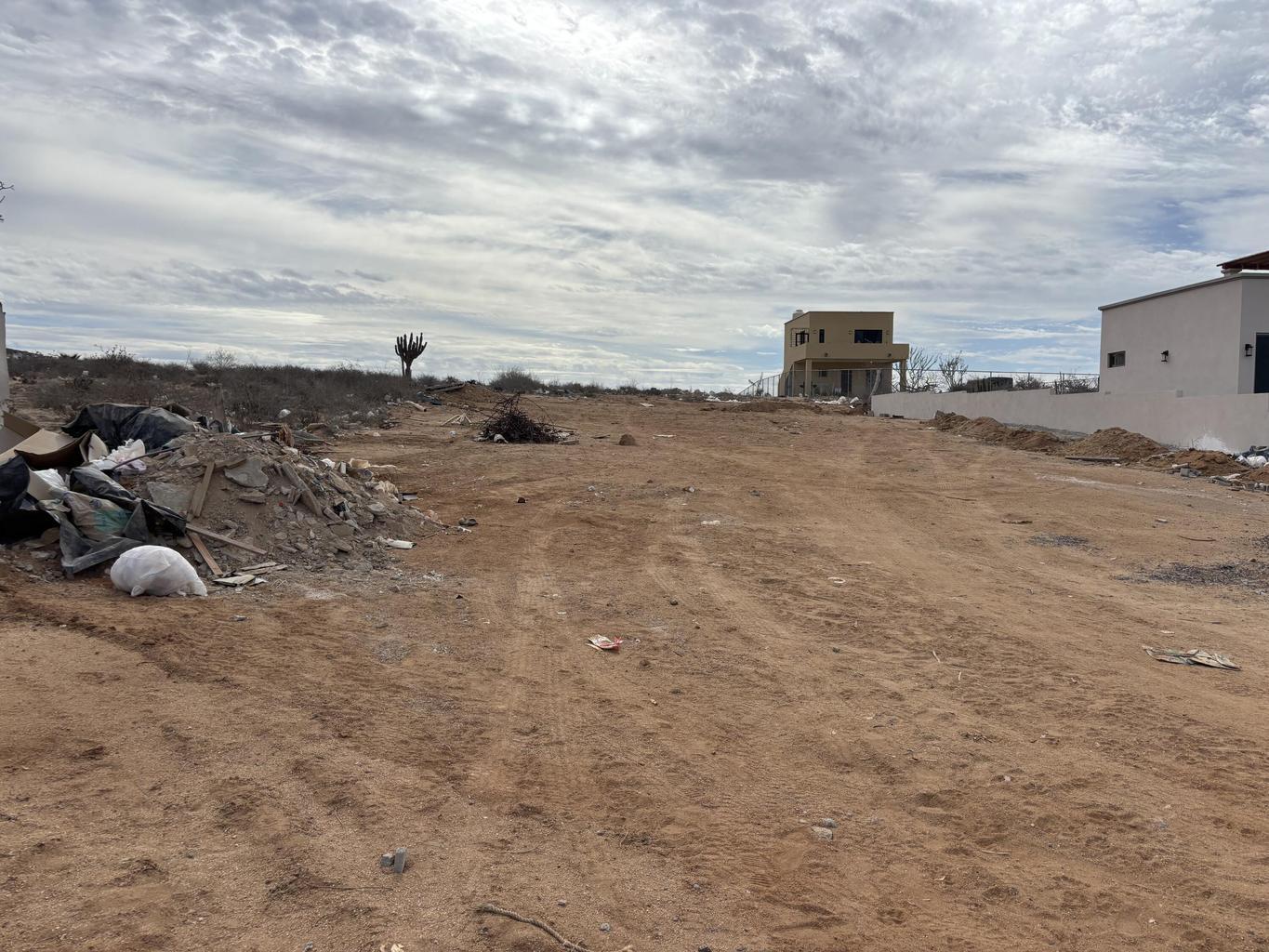 sn sn, Lote Cactus Wren 015
