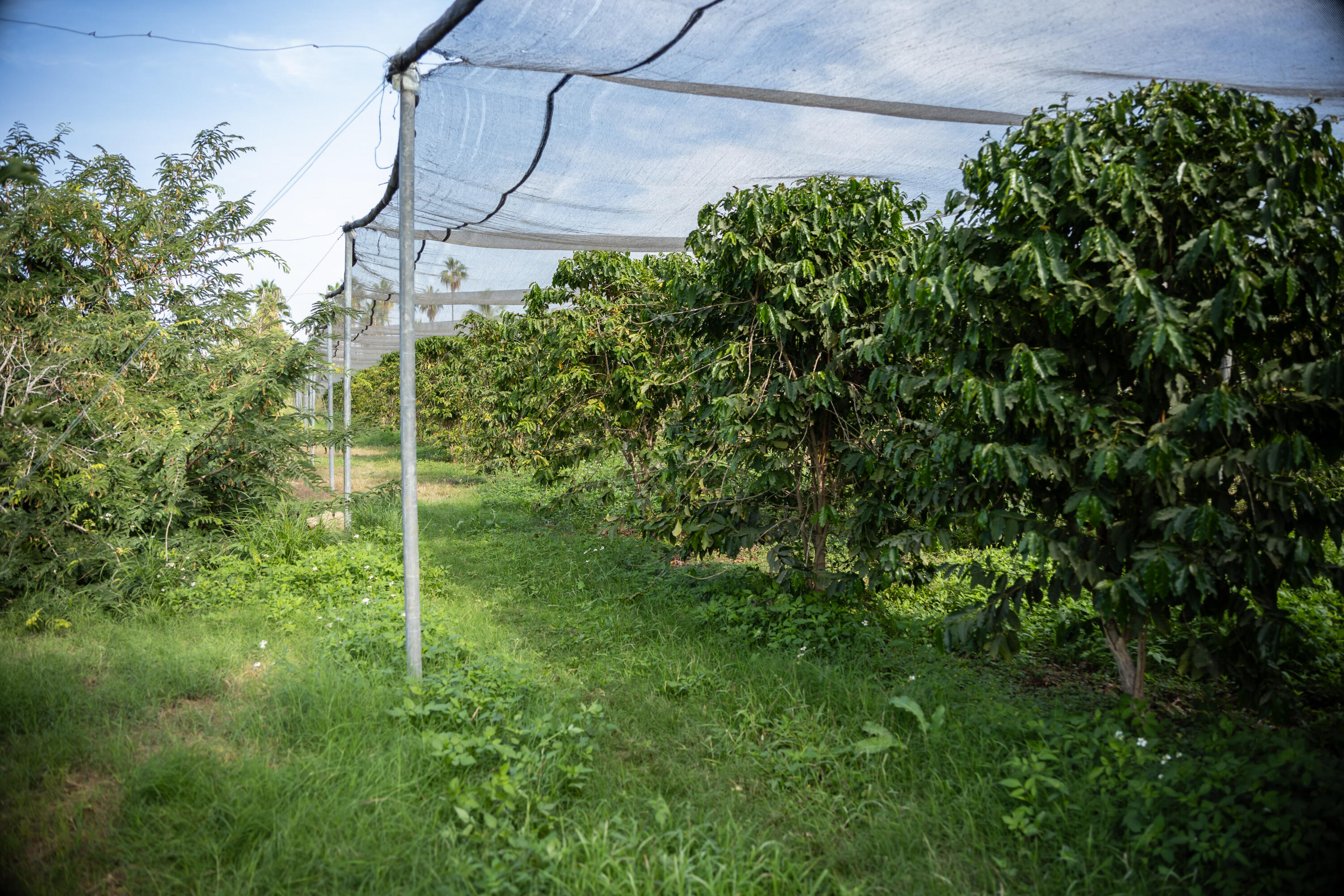 HighWay 19 Todos Santos -Los Cabos, Rancho Las Marias