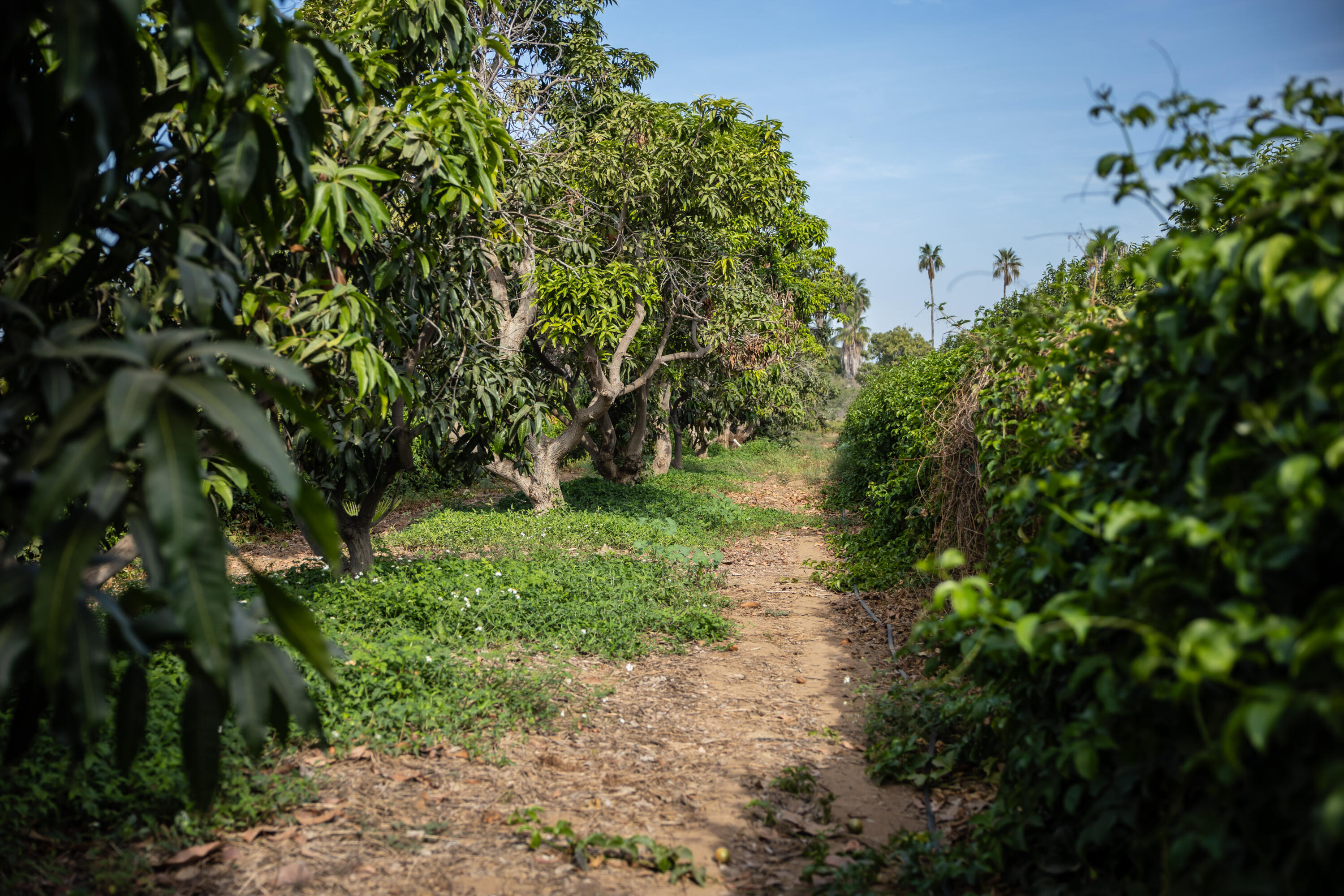 HighWay 19 Todos Santos -Los Cabos, Rancho Las Marias