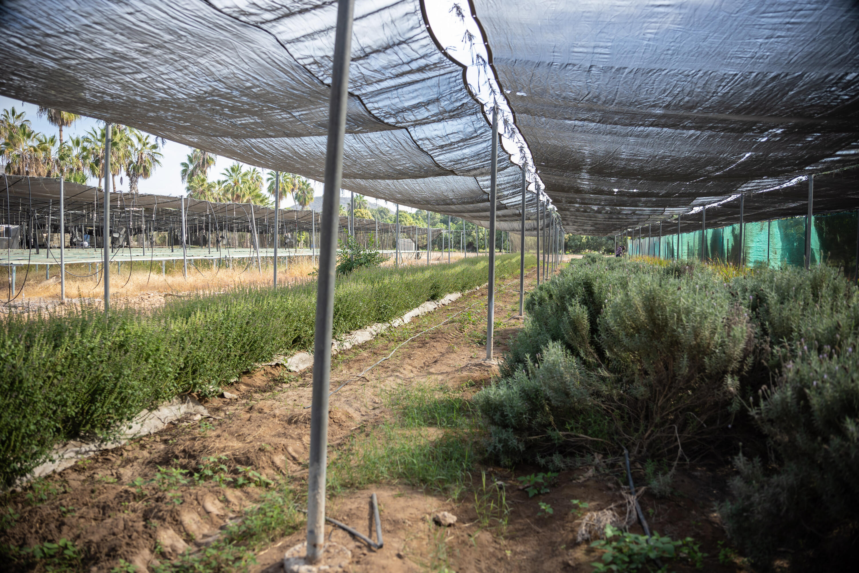 HighWay 19 Todos Santos -Los Cabos, Rancho Las Marias