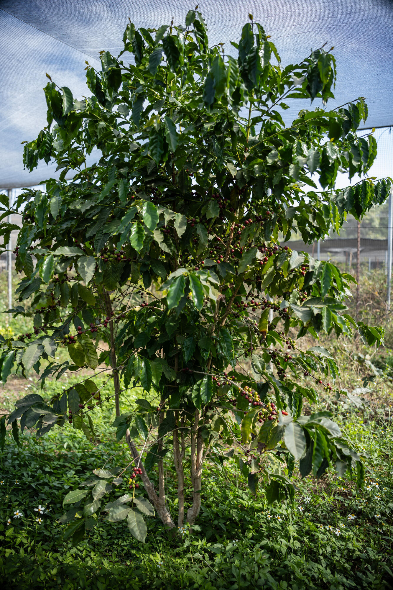 HighWay 19 Todos Santos -Los Cabos, Rancho Las Marias