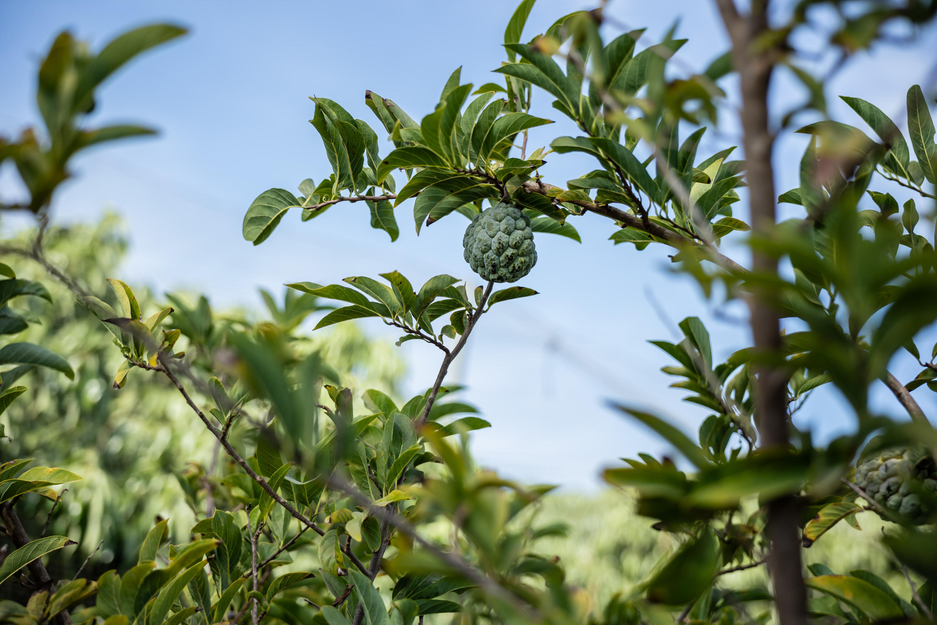 HighWay 19 Todos Santos -Los Cabos, Rancho Las Marias