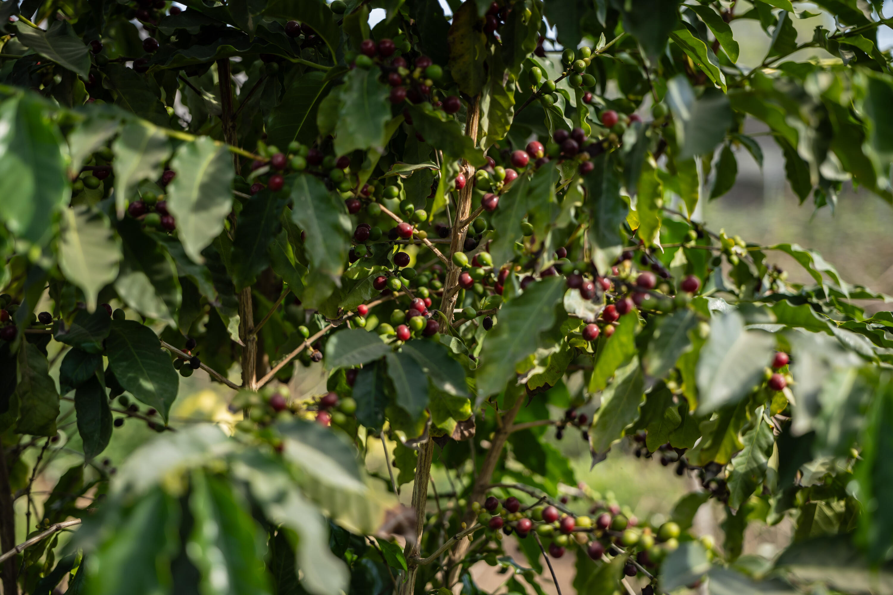 HighWay 19 Todos Santos -Los Cabos, Rancho Las Marias