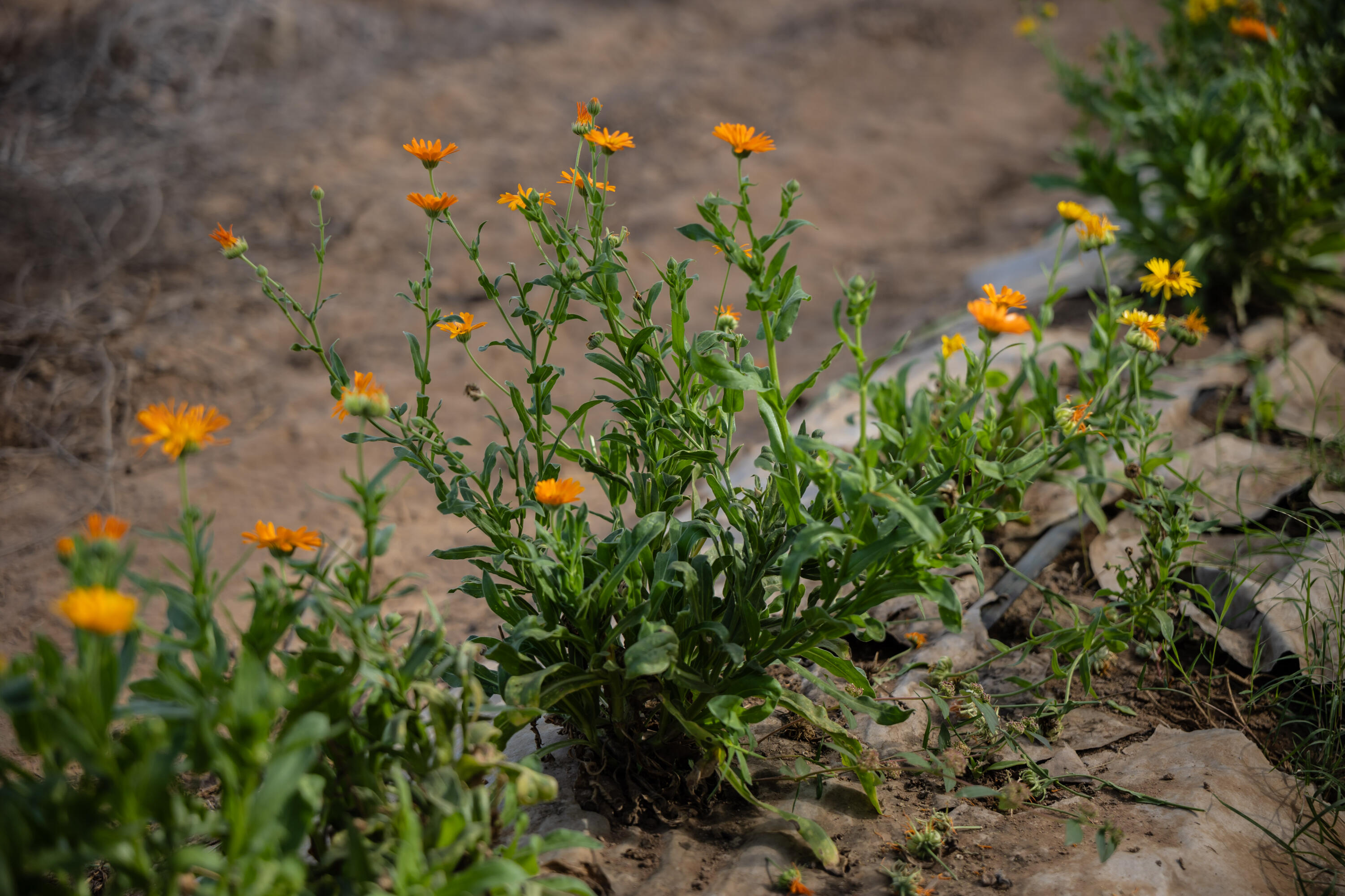 HighWay 19 Todos Santos -Los Cabos, Rancho Las Marias