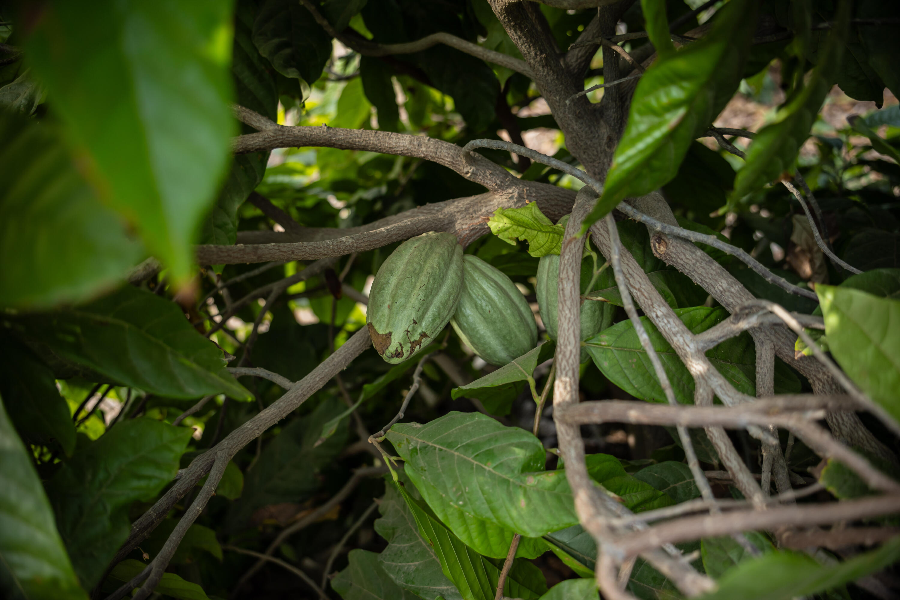 HighWay 19 Todos Santos -Los Cabos, Rancho Las Marias