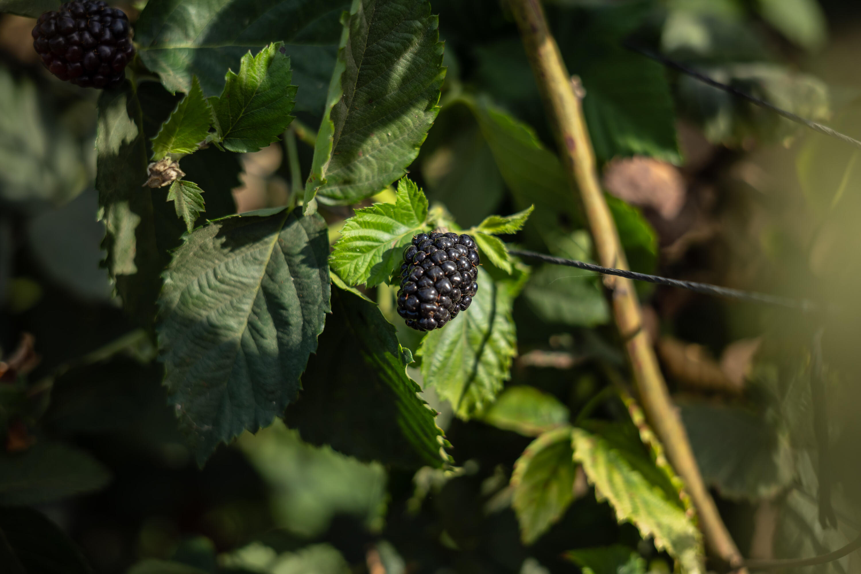 HighWay 19 Todos Santos -Los Cabos, Rancho Las Marias