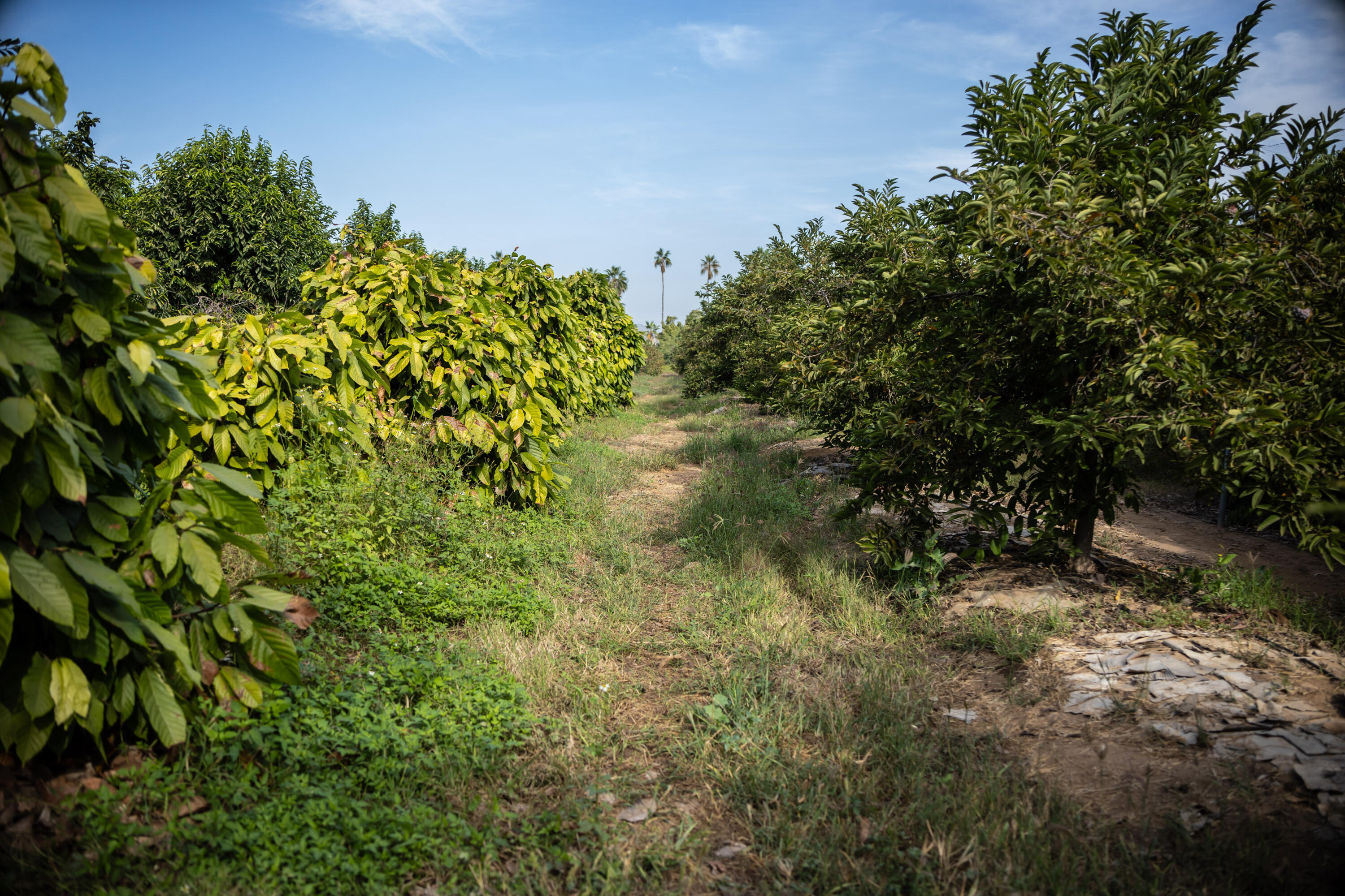 HighWay 19 Todos Santos -Los Cabos, Rancho Las Marias