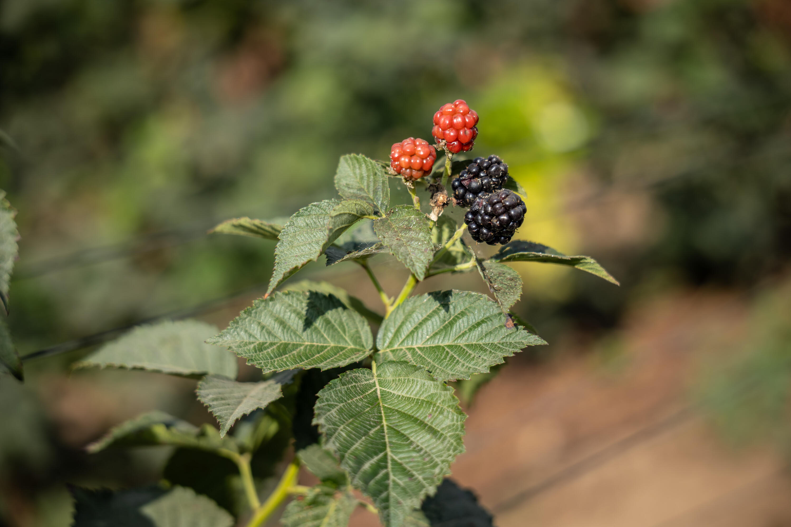 HighWay 19 Todos Santos -Los Cabos, Rancho Las Marias