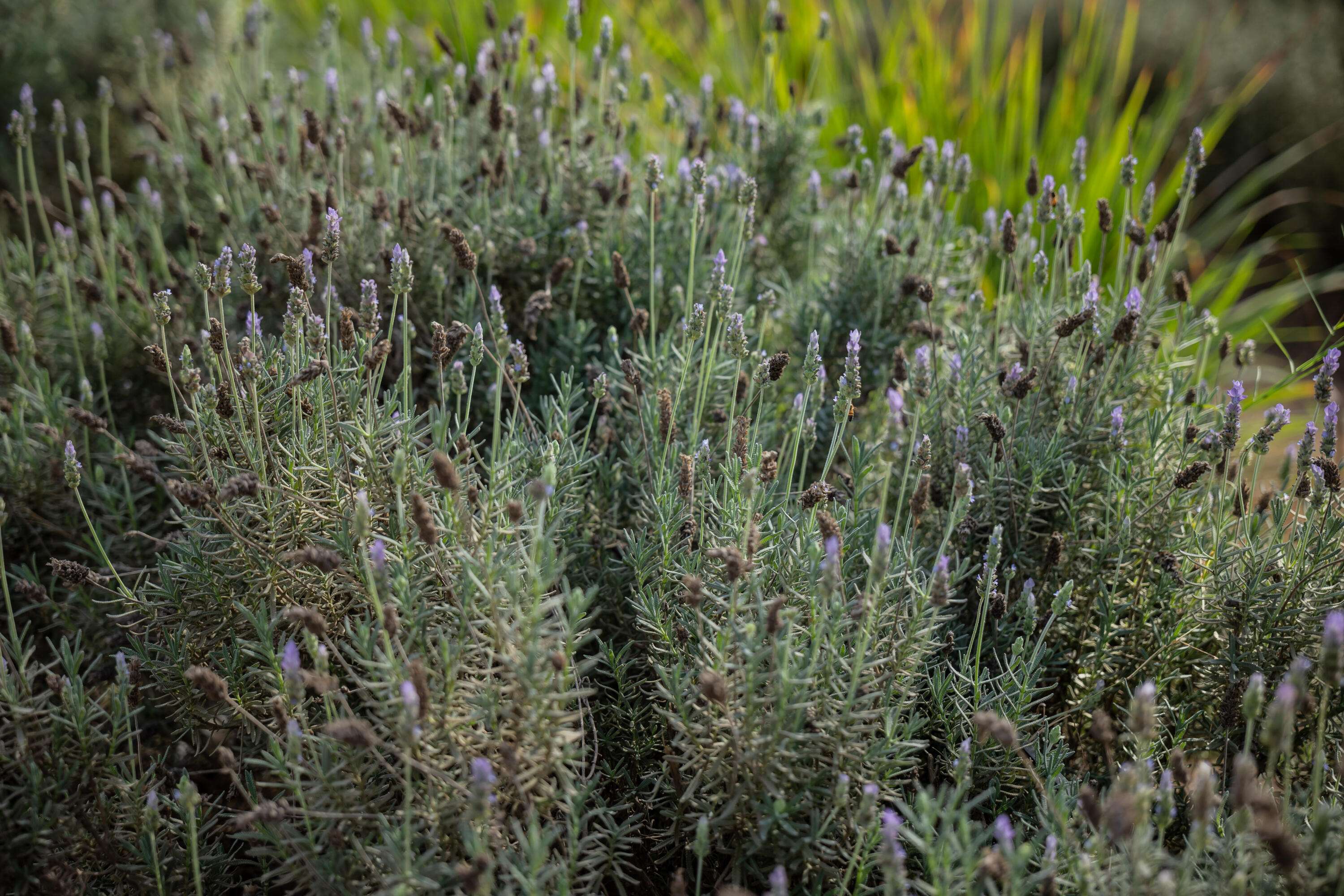 HighWay 19 Todos Santos -Los Cabos, Rancho Las Marias