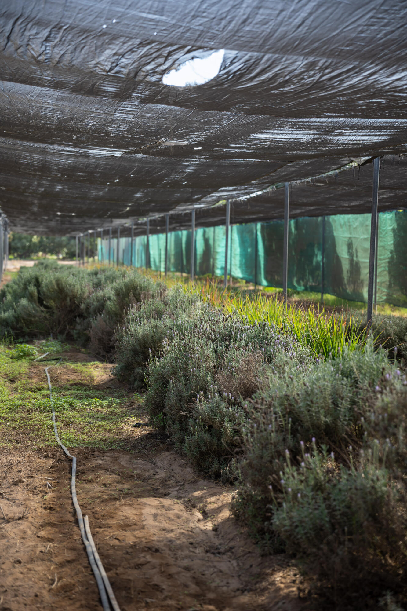 HighWay 19 Todos Santos -Los Cabos, Rancho Las Marias