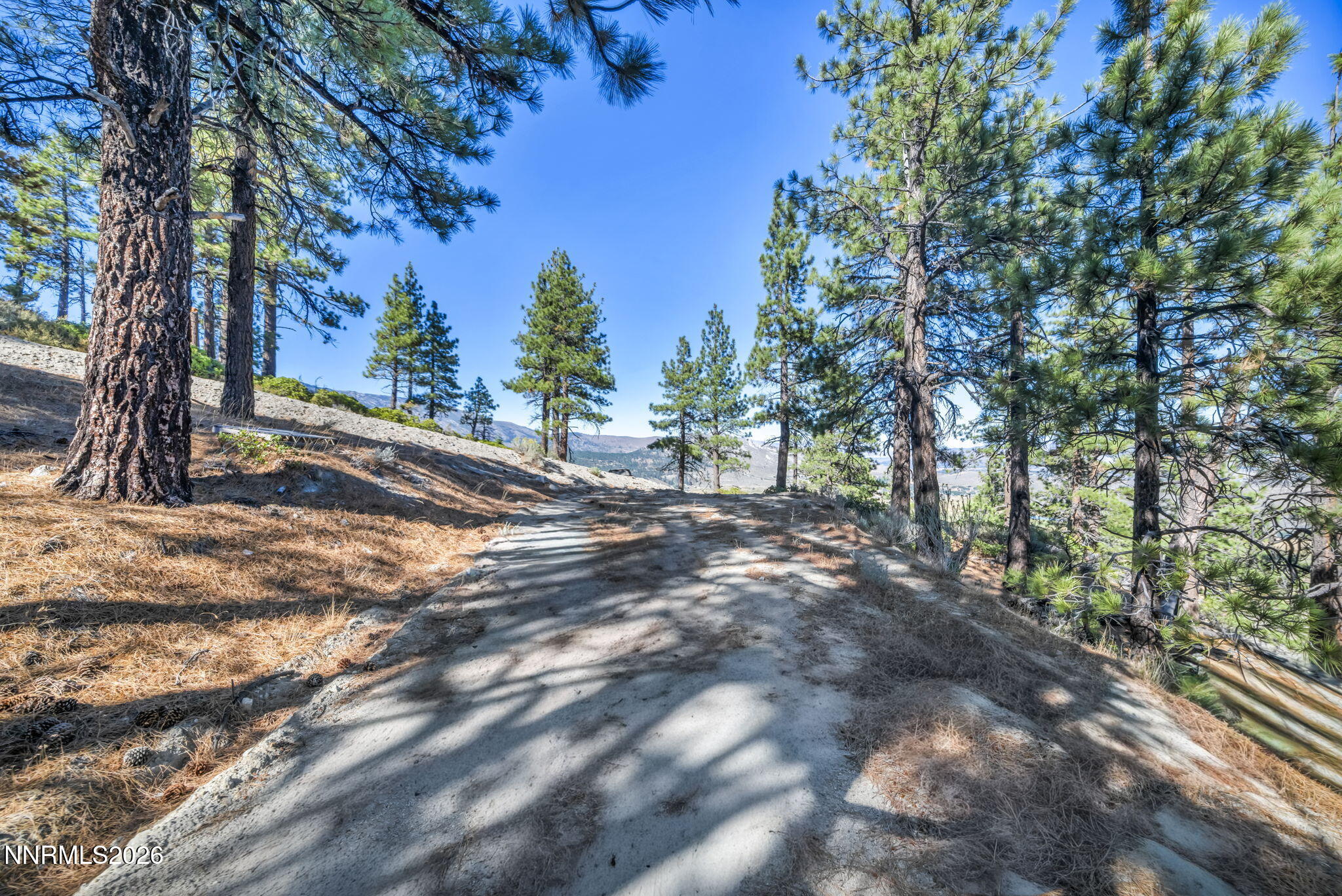 Dirt road winding through pine trees on a dry hillside, with distant mountain ridges.