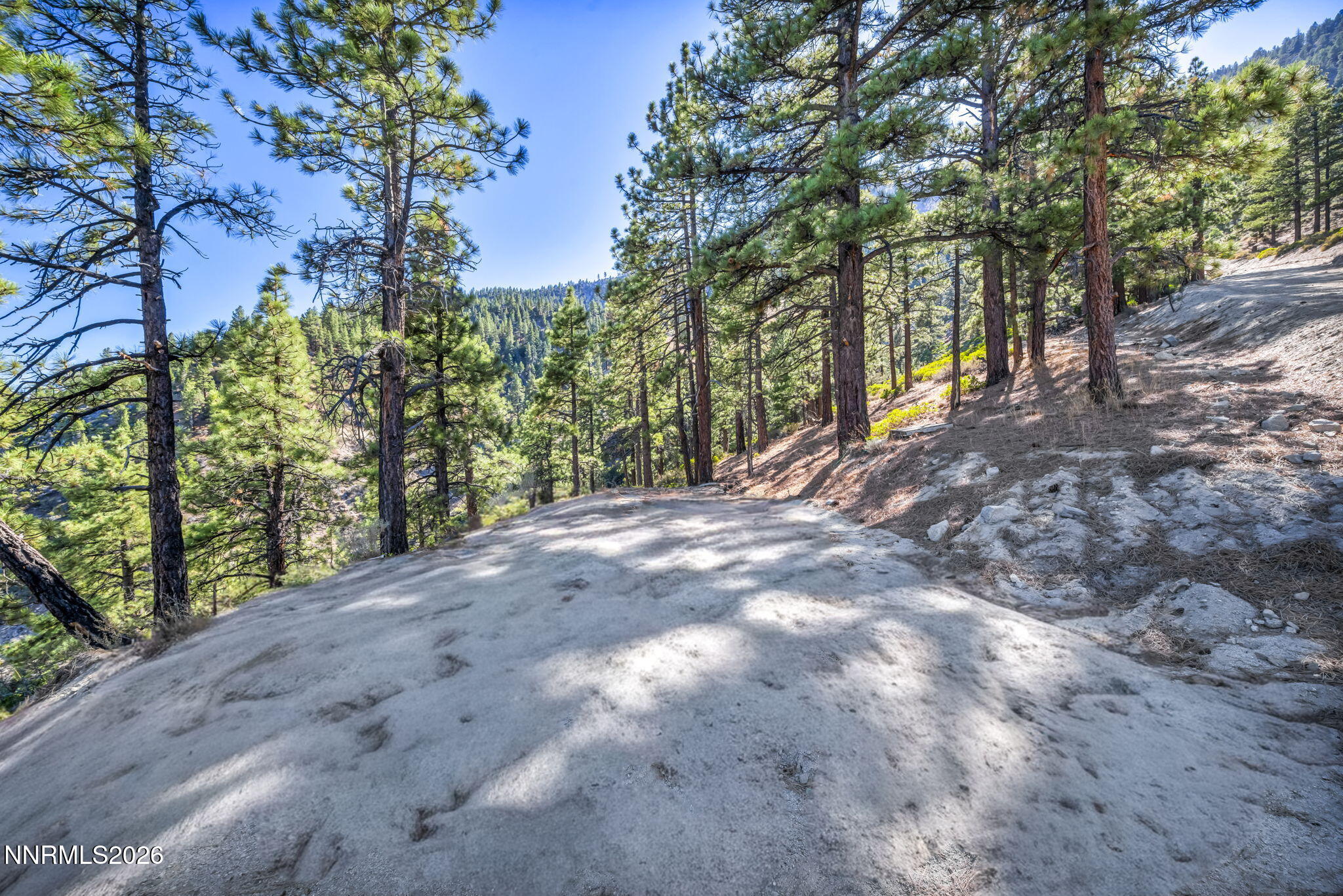Gravel access road winding through a pine forest on rocky, sloped terrain.