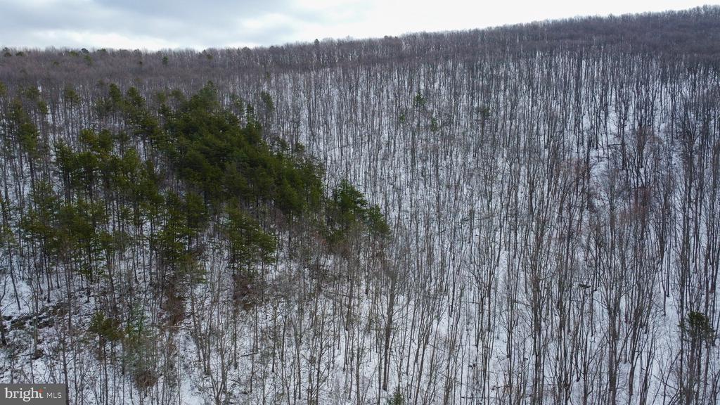 CUBBAGE HOLLOW RD, LOT 75 - 40.55 ACRES