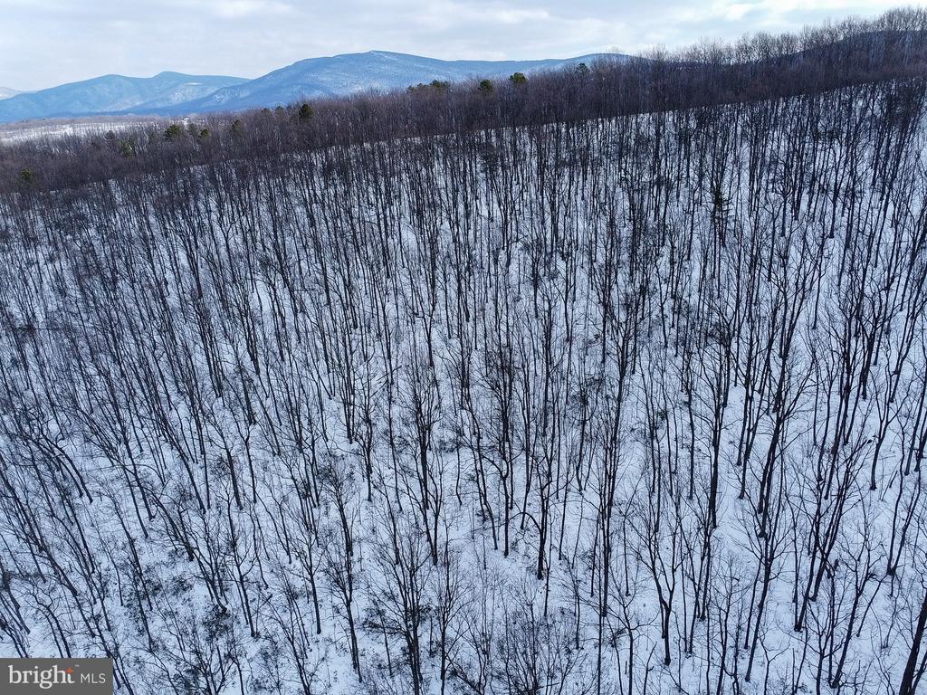 CUBBAGE HOLLOW RD, LOT 75 - 40.55 ACRES