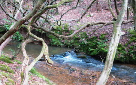 4994 Little Mountain Road