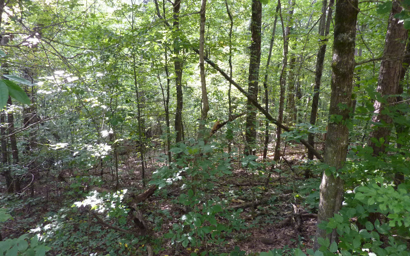 LOT 6 Timber Ridge Lane