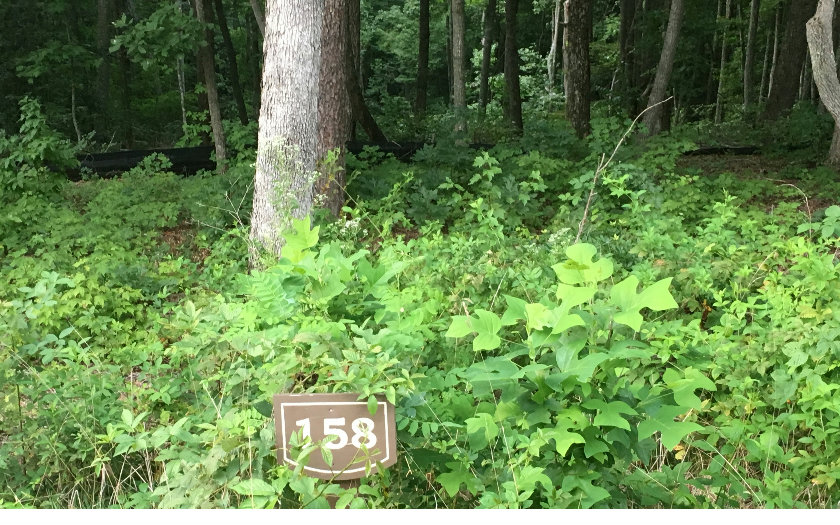 158 Trailwood Drive