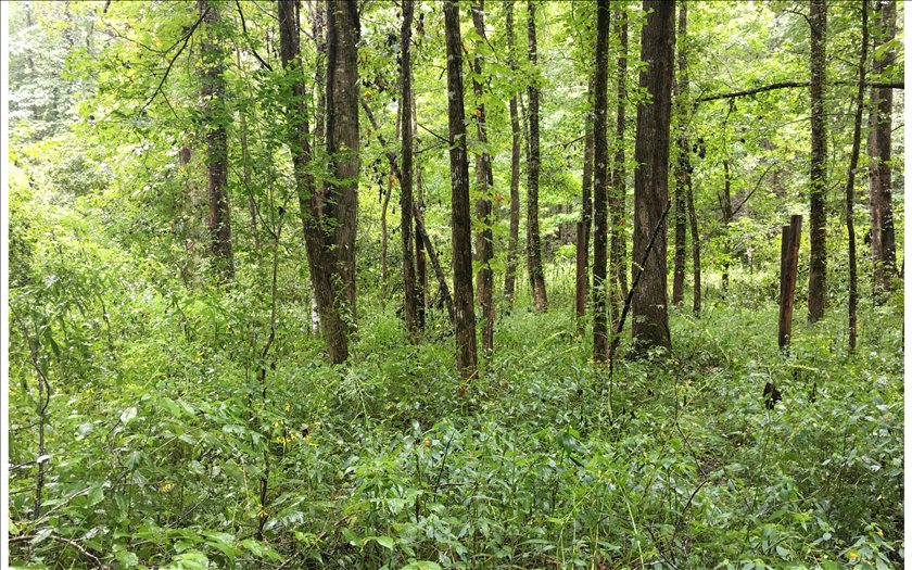 18 Conasauga Road