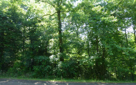 LT26 Bluff's Of Cartecay