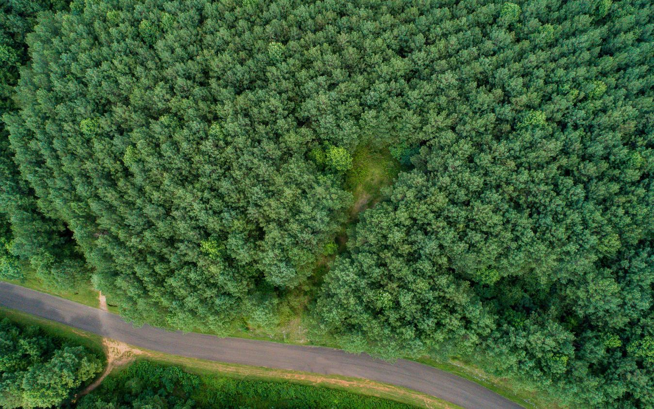 LT33 Foxpaw Leaf Lane