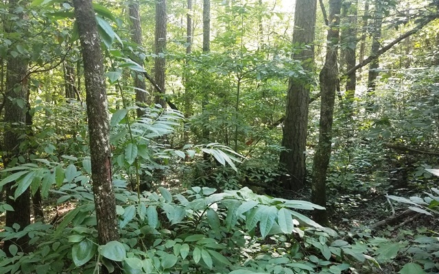 LT 10 Bear Paw Trail