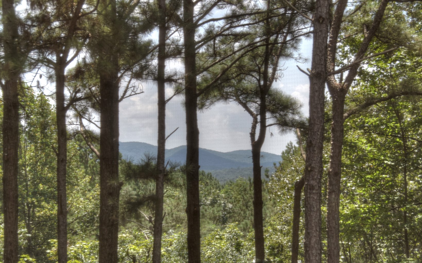 202 Mountain Springs Circle