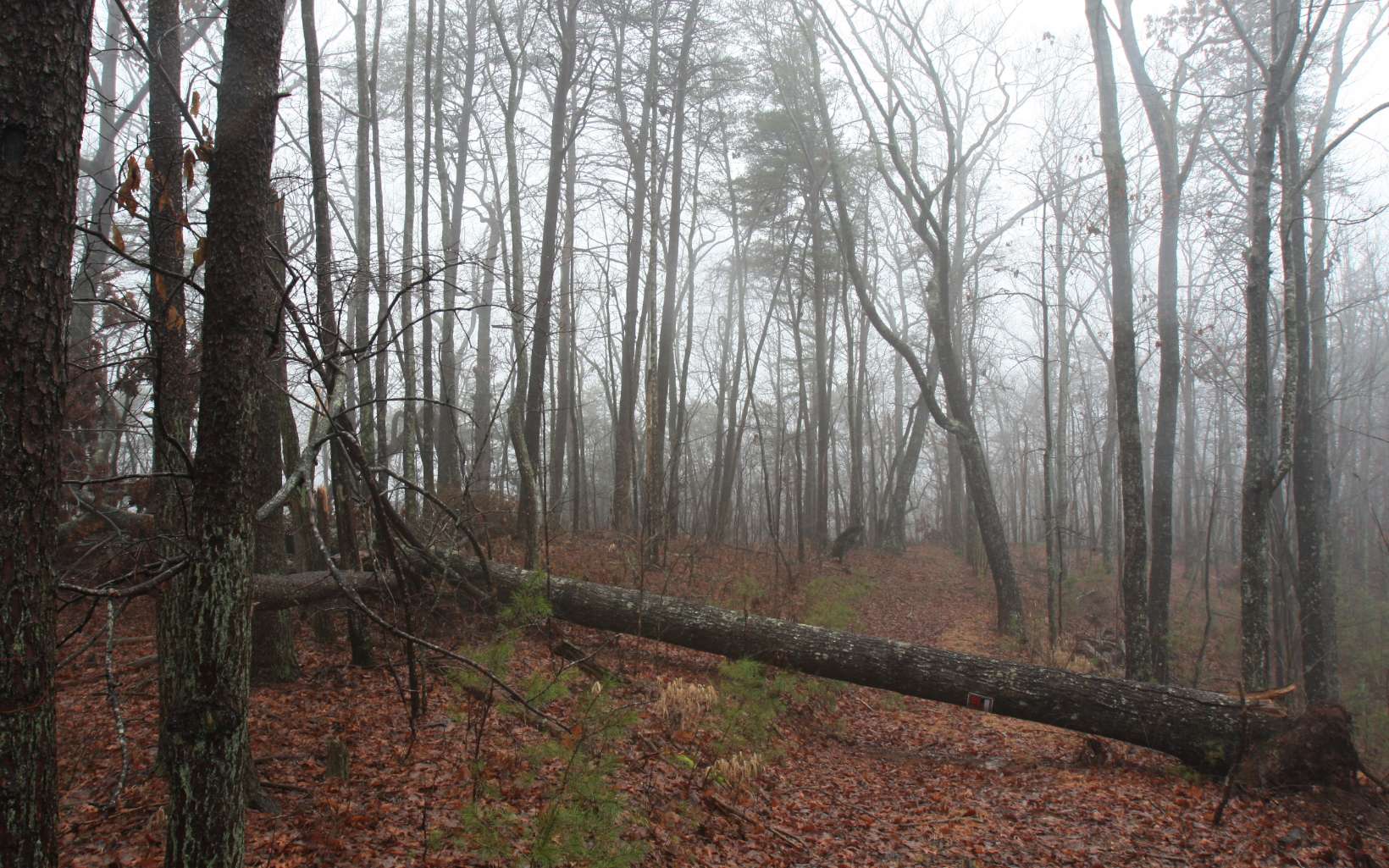 6+AC Old Burnt Mountain Lane