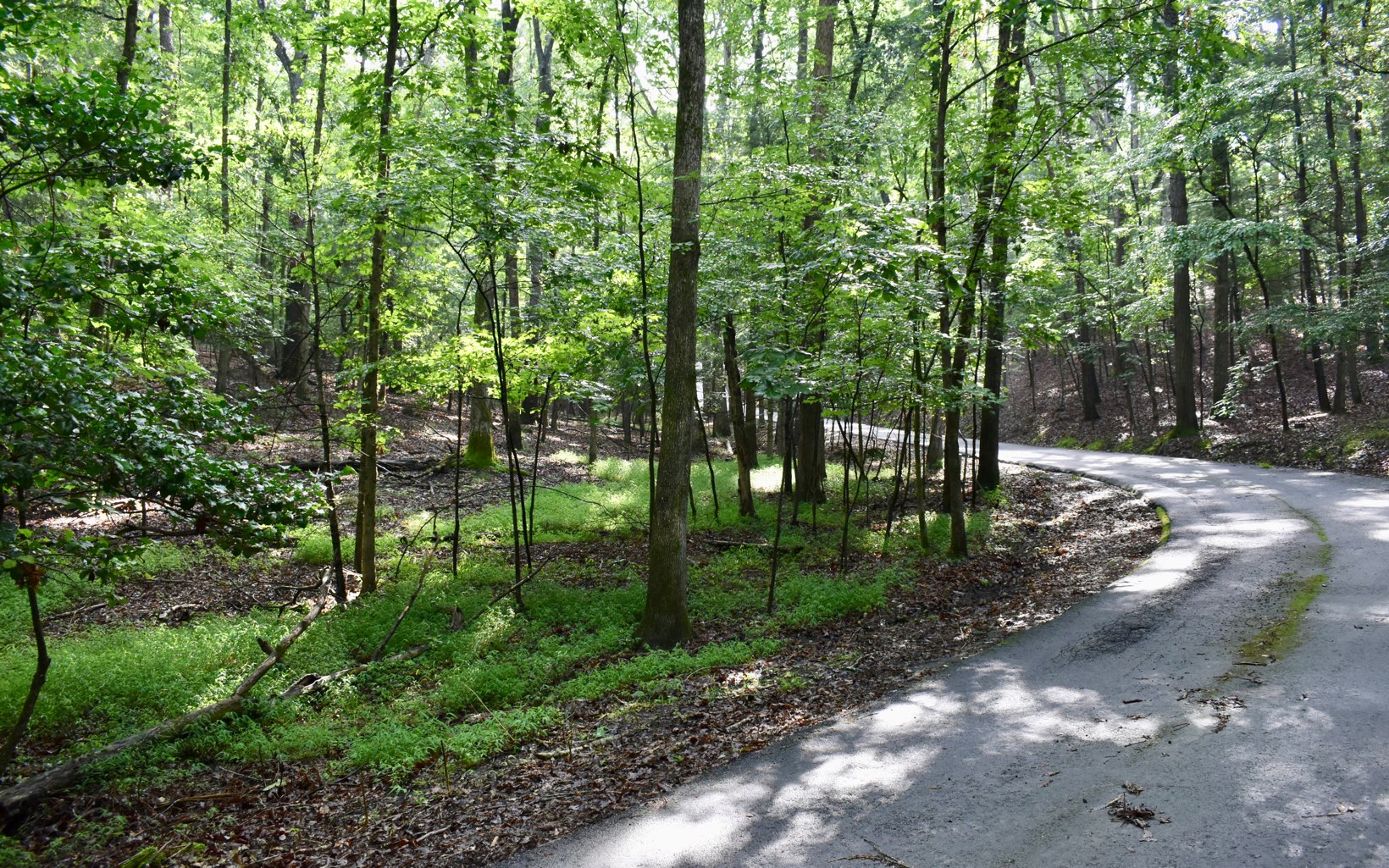Misty Hollow Road