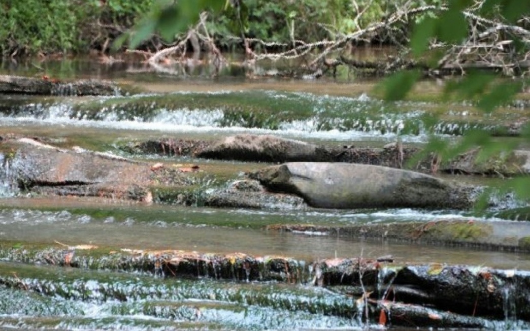 54 Mountain Creek Hollow Drive