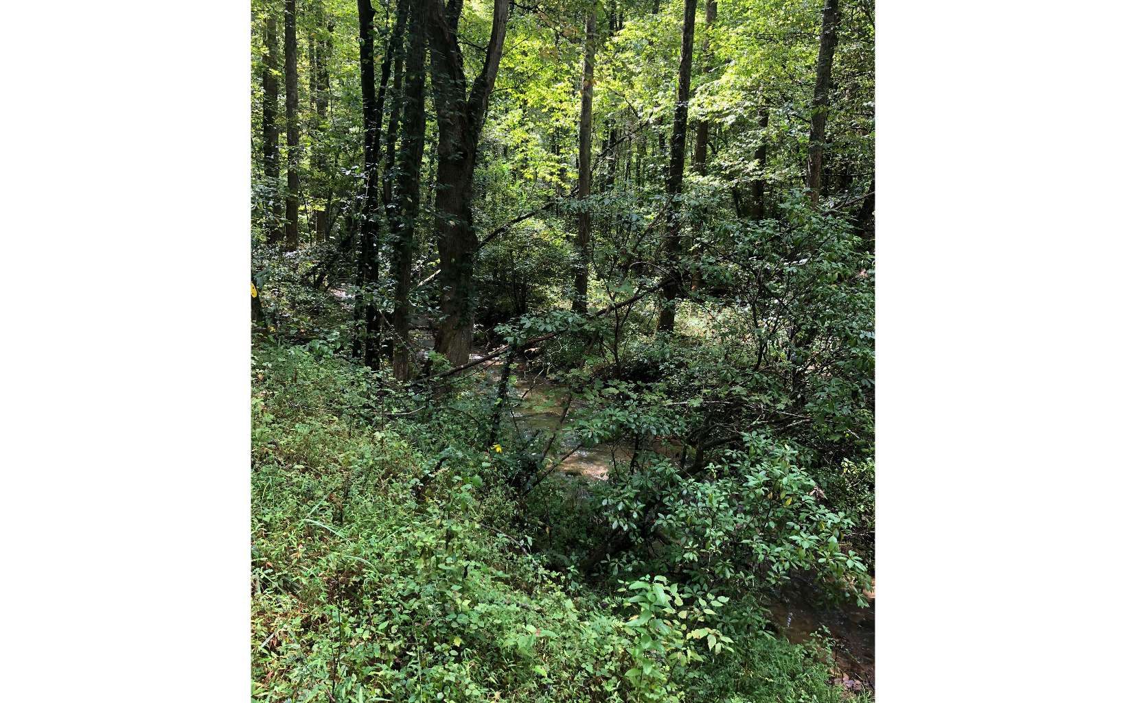Nocona Trail