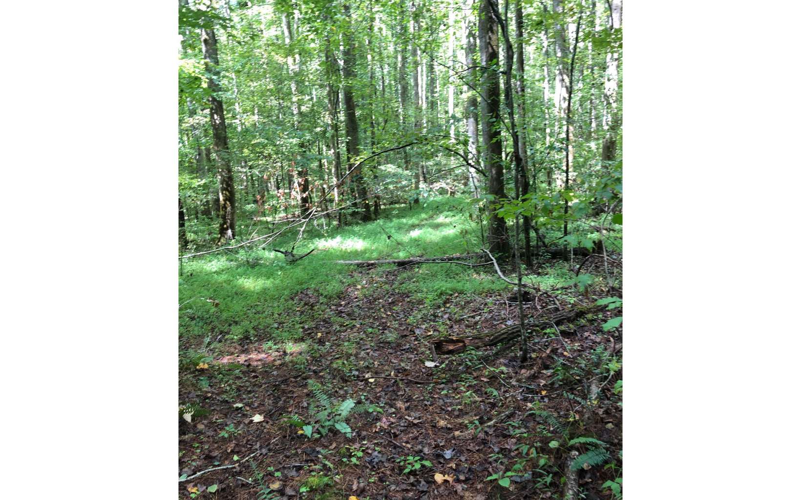 Nocona Trail