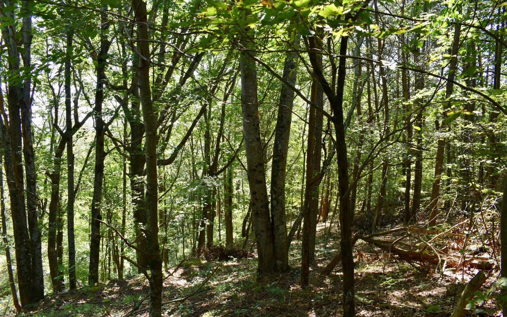 Talona Mountain Road