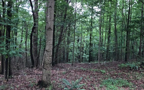 LT385 Walhalla Court