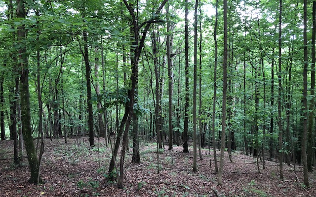 LT385 Walhalla Court